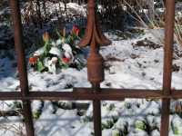 iron-anvil-fences-spear-top-single-rail-loop-and-spear-fence-red1-1